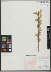 Foto von Salix turanica Nasarow